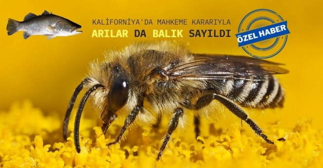 Mahkeme karar verdi: Arılar da aslında balık sayılır!